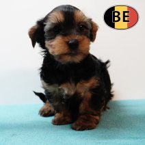 Yorkshire 22102025 M (BE6001) 17122025.JPG