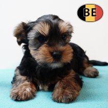 Yorkshire 22102025 M (BE6147) 17122025.JPG