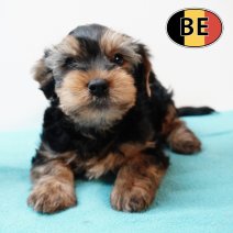 Yorkshire 22102025 M (BE6932) 17122025.JPG