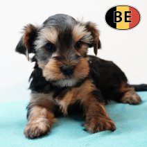 Yorkshire 22102025 M (BE9837) 17122025.JPG