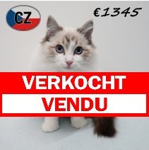 Ragdoll 010725 M (CZ3075) 051125 verkocht - vendu.jpg
