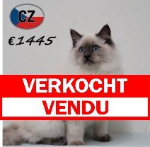 Ragdoll 240625 M (CZ3081) 051125 verkocht - vendu.jpg