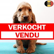 Engelse Cocker 300925 M(BE4708) 031225 verkocht - vendu.jpg