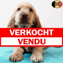 Engelse Cocker 300925 M(BE5304) 031225 verkocht - vendu.jpg