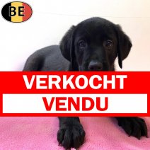 Labrador 131025 F(BE5425) 121225 verkocht - vendu.jpg