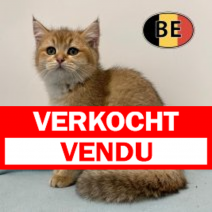Britse korthaar 090925 M (BE1107) 131225.verkocht-vendu.png