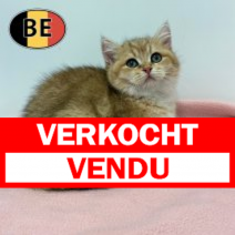 Britse korthaar 090925 F (BE1137) 131225.verkocht-vendu.png
