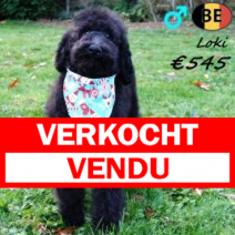 Koningspoedel Loki 100725 M(BE0972) 031125.verkocht-vendu.png