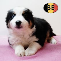 Border Collie 20102025 F (BE1090) 19122025.JPG