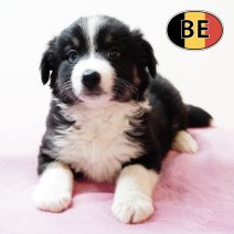 Border Collie 20102025 F (BE1142) 19122025.JPG