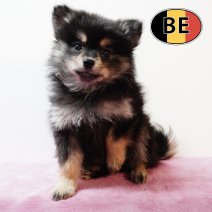 Keesje 17102025 F (BE0055) 19122025.JPG