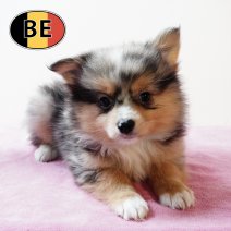 Keesje 17102025 F (BE0362) 19122025.JPG