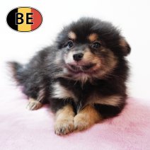 Keesje 17102025 F (BE6058) 19122025.JPG