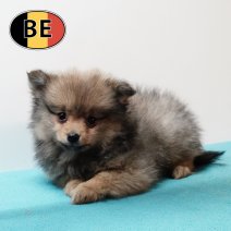 Keesje 17102025 M (BE1330) 19122025.JPG