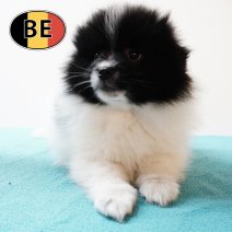 Keesje 17102025 M (BE1912) 19122025.JPG