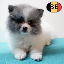 Keesje 17102025 M (BE3777) 19122025.JPG