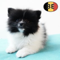 Keesje 17102025 M (BE4608) 19122025.JPG