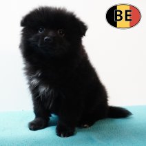 Keesje 17102025 M (BE4790) 19122025.JPG