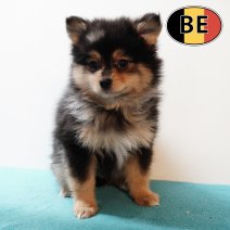 Keesje 17102025 M (BE5785) 19122025.JPG