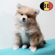 Keesje 17102025 M (BE7299) 19122025.JPG