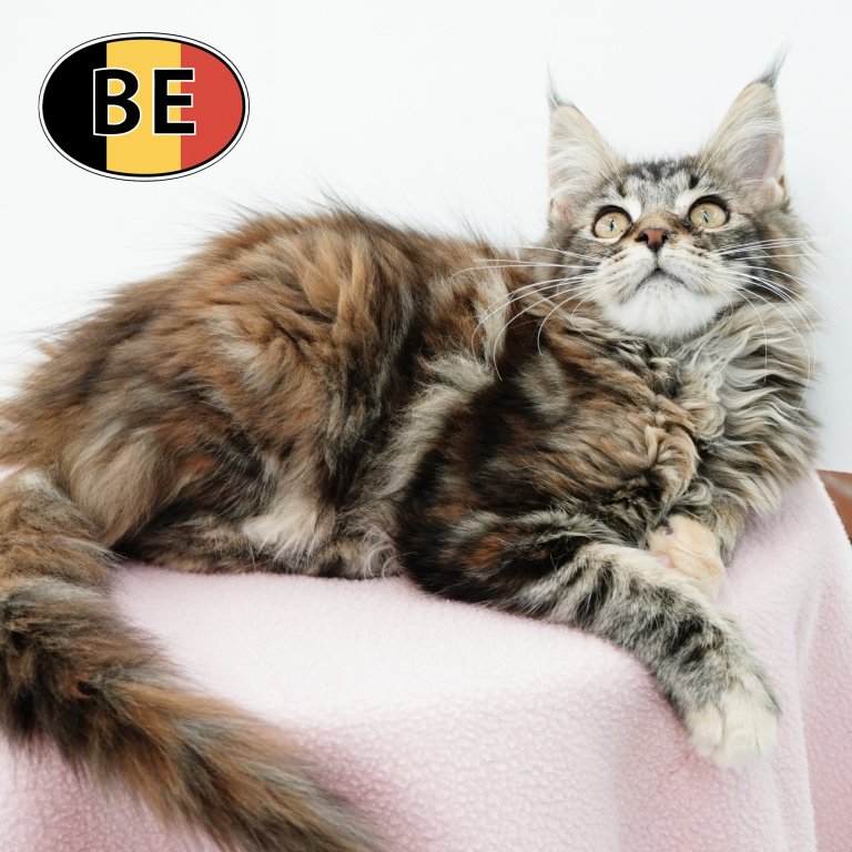 Maine Coon 01092025 f (BE1080) 19122025.JPG