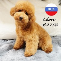 Poedel 16062025 M (RUS9221) 17122025.JPG