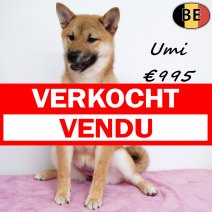 Shiba Inu Umi 140825 M(BE0781) 141225 verkocht - vendu.jpg