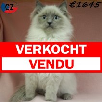 Ragdoll 080725 F(CZ9396) 251125 verkocht - vendu.jpg