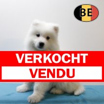 Samojeed 071025 M (BE4631) 101225 verkocht - vendu.jpg