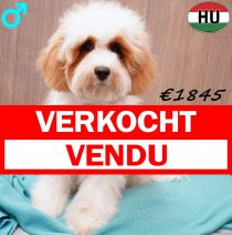 Cockapoo 260625 M(HU7326) 151225 verkocht - vendu.jpg