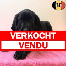 Labrador 131025 F(BE6173) 121225 verkocht - vendu.jpg
