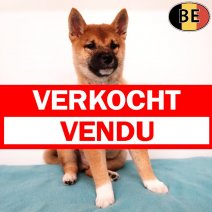 Shiba Inu 230925 M(BE0835) 151225 verkocht - vendu.jpg