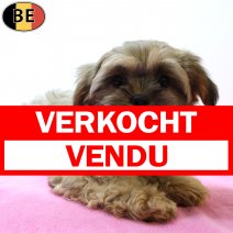 York X Shih Tzu 280825 F(BE4377) 101220 verkocht - vendu.jpg