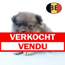 Keesje 091025 M (BE4200) 101225 verkocht - vendu.jpg