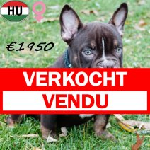 Exotic Bully 300625 F(HU7348) 311025 verkocht - vendu.jpg