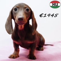 Teckel 010925 F(HU7272) 201225.jpg