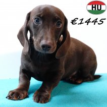 Teckel 280825 M(HU8531) 201225.jpg