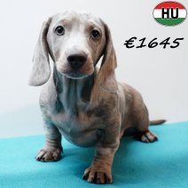 Teckel 280825 M(HU8530) 201225.jpg