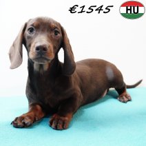 Teckel 010925 M(HU7270) 201225.jpg