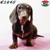 Teckel 010925 F(HU7274) 201225.jpg