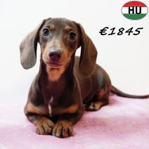 Teckel 010925 F(HU7273) 201225.jpg