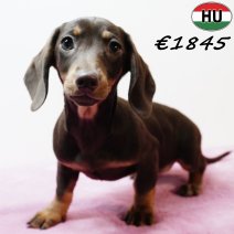 Teckel 010925 F(HU7271) 201225.jpg