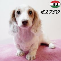 Teckel Langhaar 310825 F(HU8527) 201225.jpg