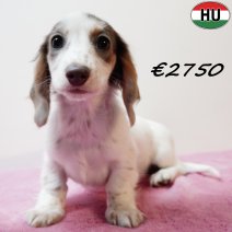 Teckel Langhaar 310825 F(HU8526) 201225.jpg