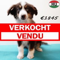 Miniature American Shepherd 050925 M(HU6898) 201225 verkocht - vendu.jpg
