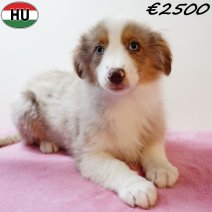 Miniature American Shepherd 050925 F(HU6899) 201225.jpg