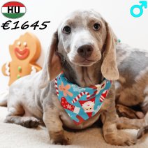 Teckel 280825 M(HU8530) 201225..jpg