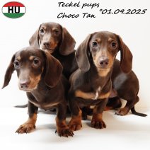 Choco Tan Teckel Korthaar pups 010925 (HU) 201225.jpg
