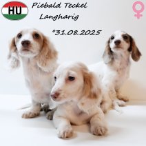 Piebald Teckel Langharig 310825 (3F) 201225.jpg