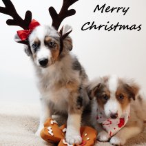 Miniature American Shepherd 050925 (HU) merry christmas 201225..jpg